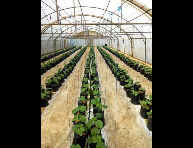 FARM FOR SALE IN BULTFONTEIN AH